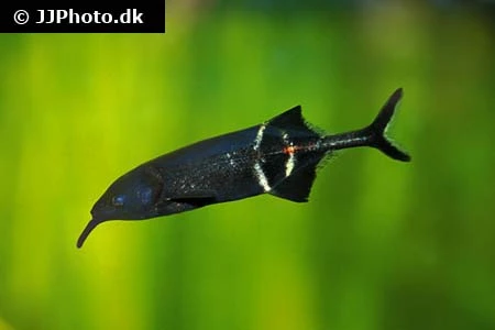 Elefantfisk (Gnathonemus petersii)
